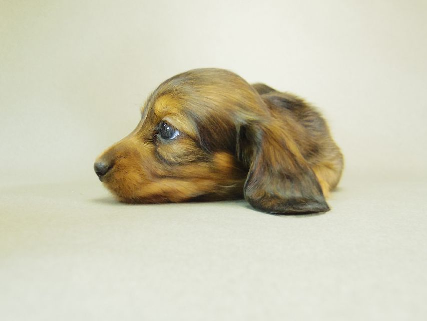 ダックスフンド ゆず & ジムダンディの子犬 シェーデットレッド 女の子