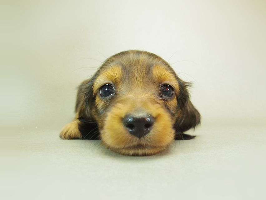 ダックスフンド ゆず & ジムダンディの子犬 シェーデットレッド 女の子