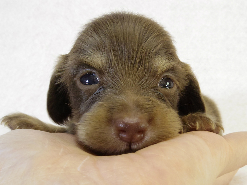 カニンヘン ダックスフンド　チョコクリーム女の子