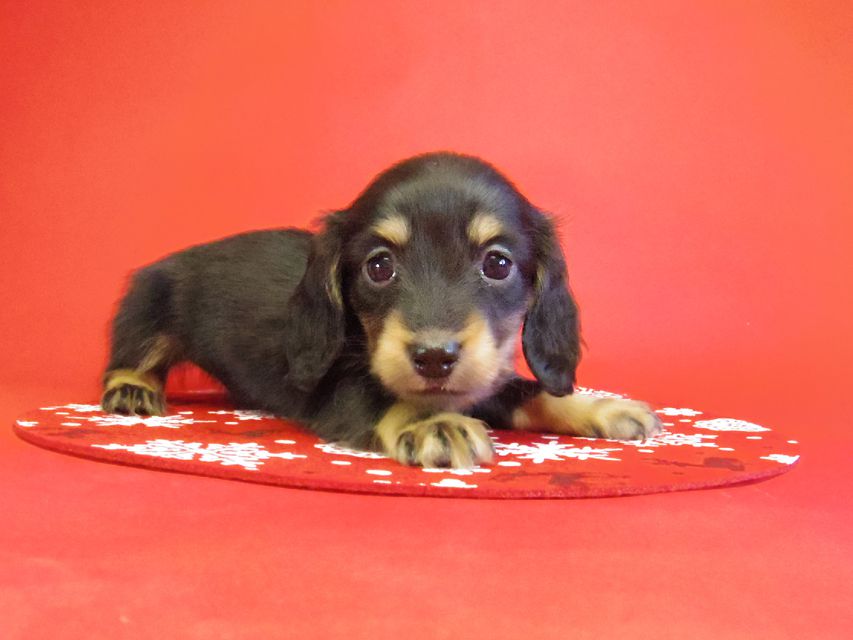 ダックスフンド 黒豆＆アサヒの赤ちゃん カニンヘン ブラクリ 男の子