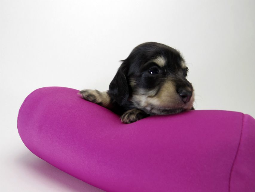 カニンヘン ダックスフンド 子犬 ブラッククリーム 女の子 カニンヘン ダックスフンド 子犬 ブラッククリーム 女の子