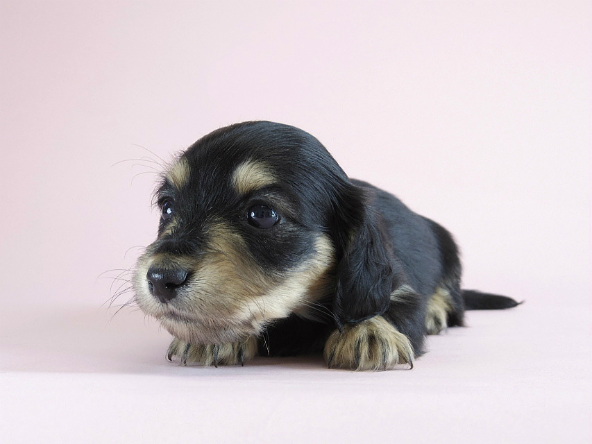 カニヘン　子犬　ブラクリ　女の子