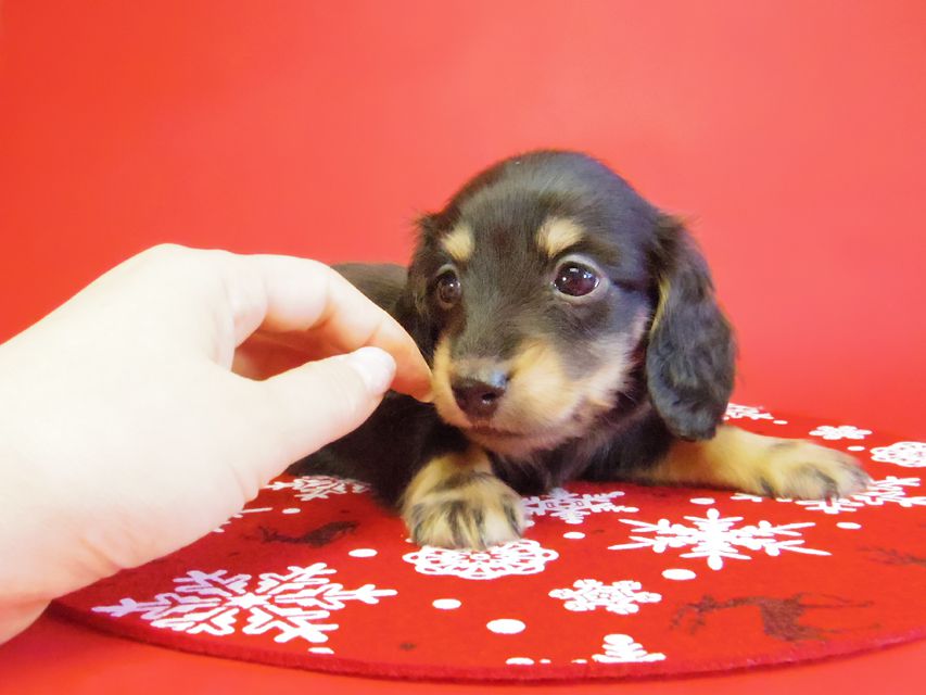 ダックスフンド 黒豆＆アサヒの赤ちゃん カニンヘン ブラクリ 男の子