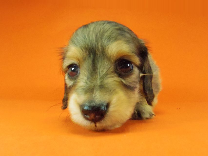 ダックスフンド グリム & オスカルの子犬 シェーデットクリーム 男の子194 ダックスフンド グリム & オスカルの子犬 シェーデットクリーム 男の子