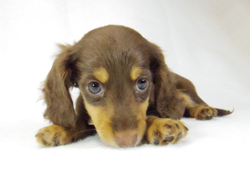 ダックスフンド ルル.hb & セブンの子犬 チョコタン 女の子