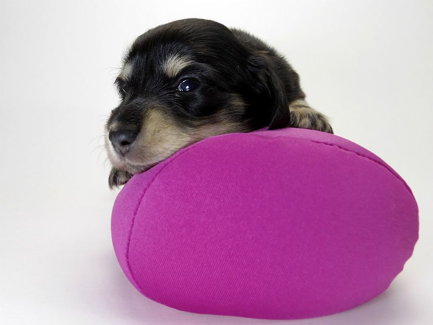 カニンヘン ダックスフンド 子犬 ブラッククリーム 女の子 カニンヘン ダックスフンド 子犬 ブラッククリーム 女の子