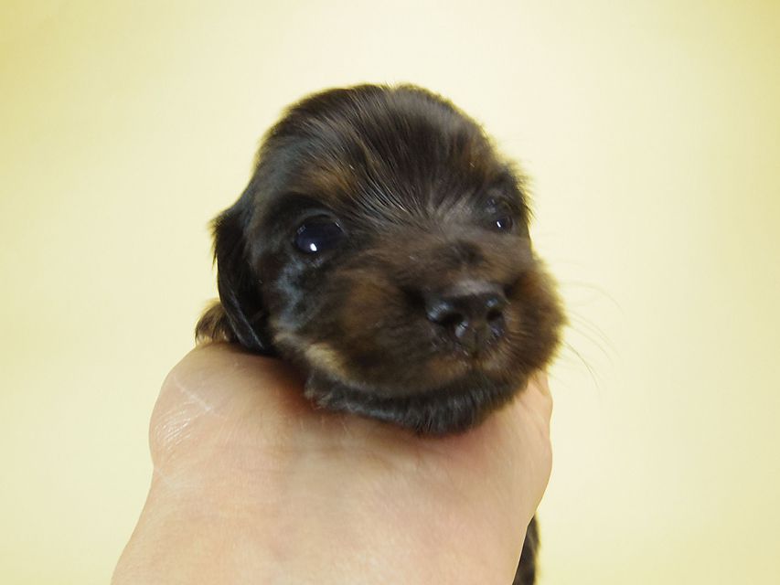 ダックスフンド ソルト & MONKEY D. LUFFYの子犬 ブラックタン 男の子
