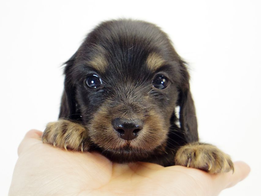 ダックスフンド ソルト & MONKEY D. LUFFYのの子犬 ブラッククリーム 男の子