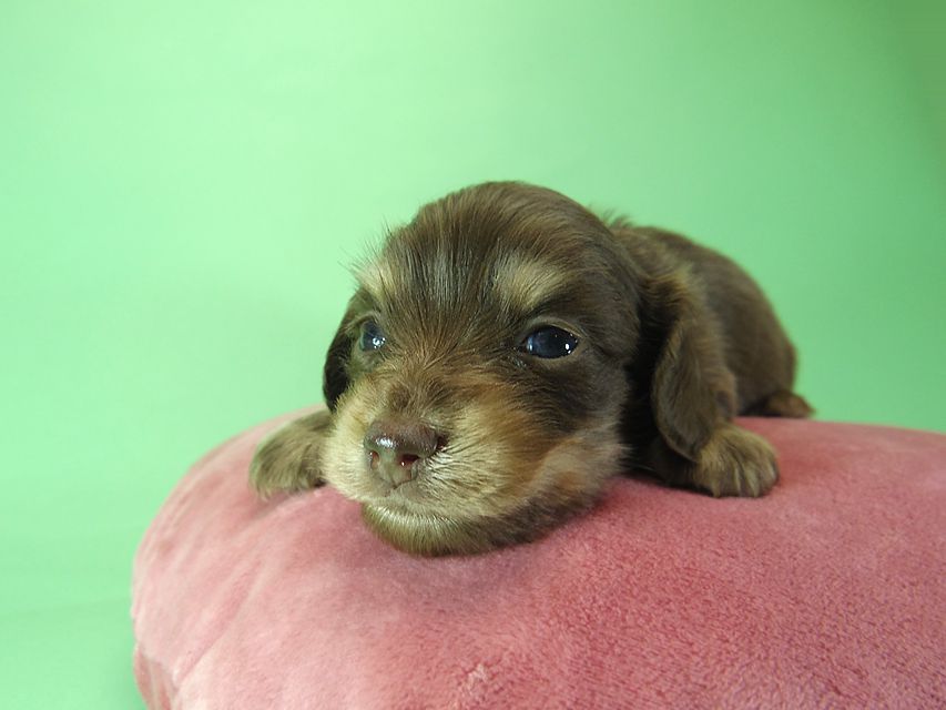 ダックスフンド ラム.mi & アサヒの子犬 チョコクリーム 女の子