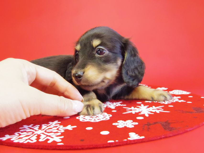 ダックスフンド 黒豆＆アサヒの赤ちゃん カニンヘン ブラクリ 男の子