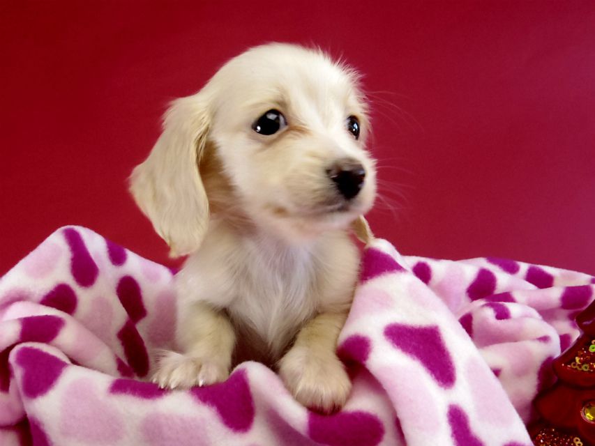 カニヘン ダックスフンド 子犬 ピュアクリーム女の子