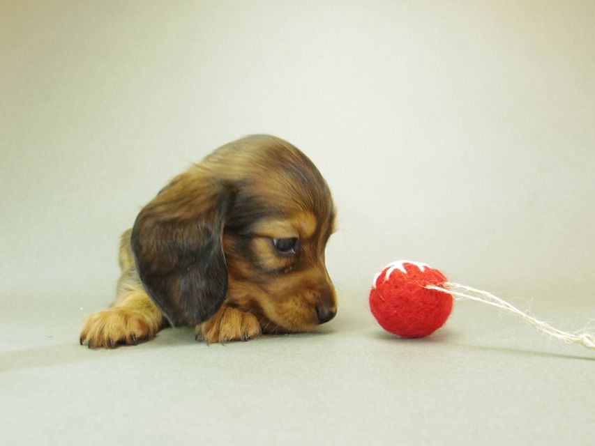 ダックスフンド ゆず & ジムダンディの子犬 シェーデットレッド 女の子