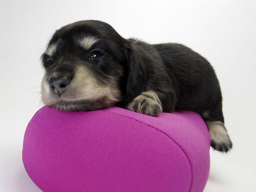 カニンヘン ダックスフンド 子犬 ブラッククリーム 女の子 カニンヘン ダックスフンド 子犬 ブラッククリーム 女の子