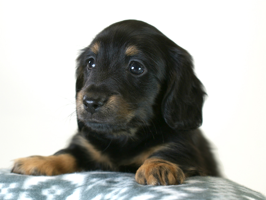 カニヘン 子犬 ブラタン男の子 カニヘン 子犬 ブラタン男の子