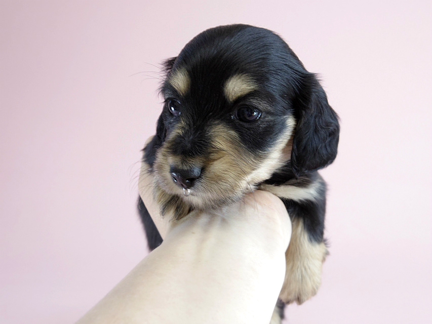 カニヘン　子犬　ブラクリ　女の子