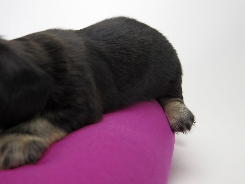 カニンヘン ダックスフンド 子犬 ブラッククリーム 女の子 カニンヘン ダックスフンド 子犬 ブラッククリーム 女の子