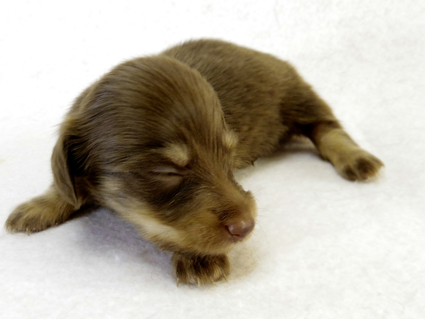 カニンヘン ダックスフンド　チョコクリーム女の子