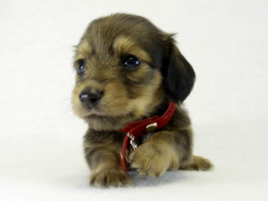 カニヘンダックス 子犬 シェーデットクリーム 女の子 カニヘンダックス 子犬 シェーデットクリーム 女の子