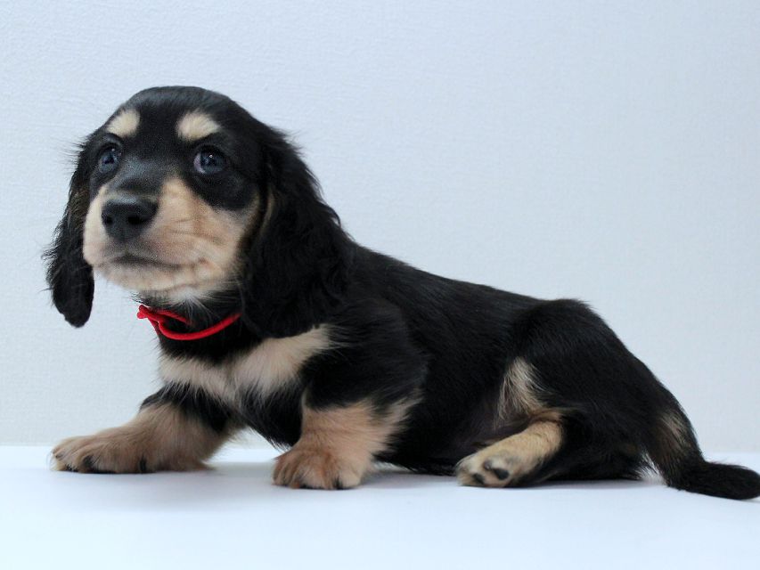 ダックスフンド メリア & ダルク君の子犬 ブラッククリーム 男の子③