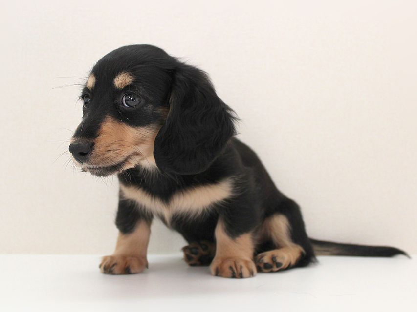 ダックスフンド カニンヘン メリア & ダルク君の子犬 ブラッククリーム 女の子ミルカ6 ダックスフンド カニンヘン メリア & ダルク君の子犬 ブラッククリーム 女の子