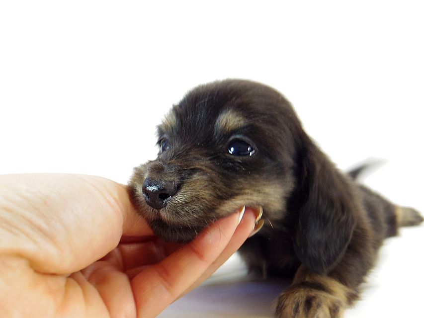 ダックスフンド ソルト & MONKEY D. LUFFYのの子犬 ブラッククリーム 男の子