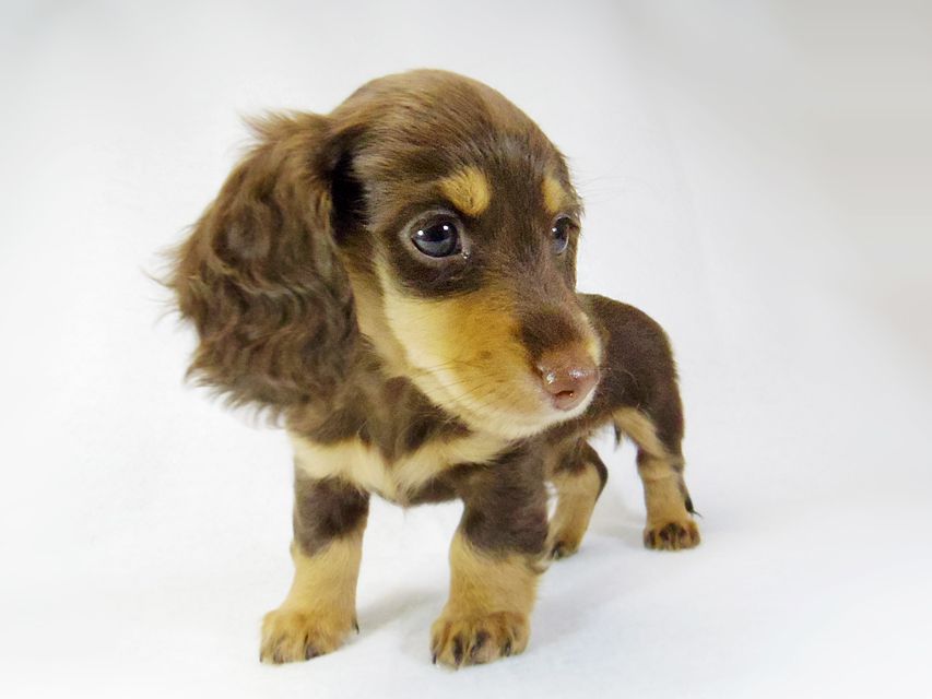 ダックスフンド ルル.hb & セブンの子犬 チョコタン 女の子