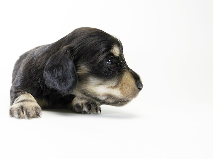 カニンヘン ダックスフンド 子犬 ブラッククリーム 女の子 カニンヘン ダックスフンド 子犬 ブラッククリーム 女の子