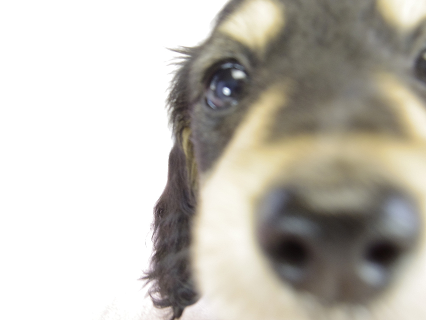 カニヘン　子犬　ブラクリ女の子