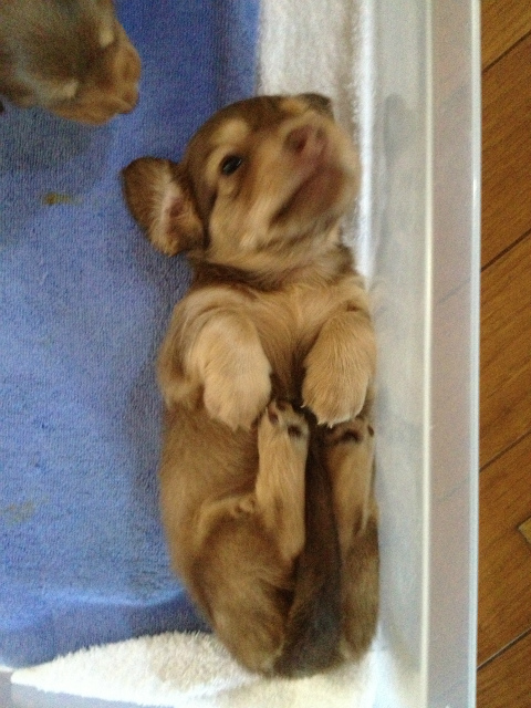 カニンヘン 子犬 チョコ系 男の子 ベルサスの赤ちゃん 12/3生まれ カニンヘン 子犬 チョコ系 男の子 ベルサスの赤ちゃん 12/3生まれ