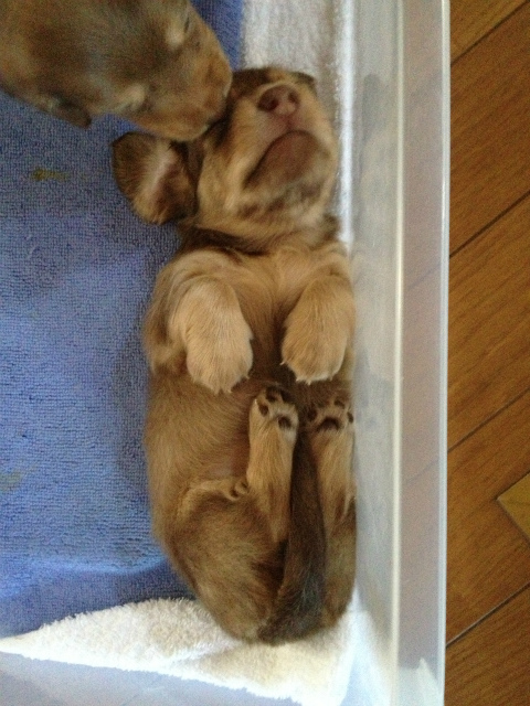 カニンヘン 子犬 チョコ系 男の子 ベルサスの赤ちゃん 12/3生まれ カニンヘン 子犬 チョコ系 男の子 ベルサスの赤ちゃん 12/3生まれ