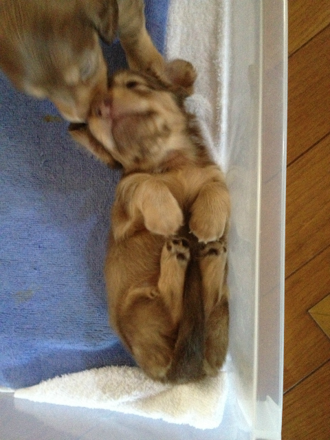 カニンヘン 子犬 チョコ系 男の子 ベルサスの赤ちゃん 12/3生まれ カニンヘン 子犬 チョコ系 男の子 ベルサスの赤ちゃん 12/3生まれ