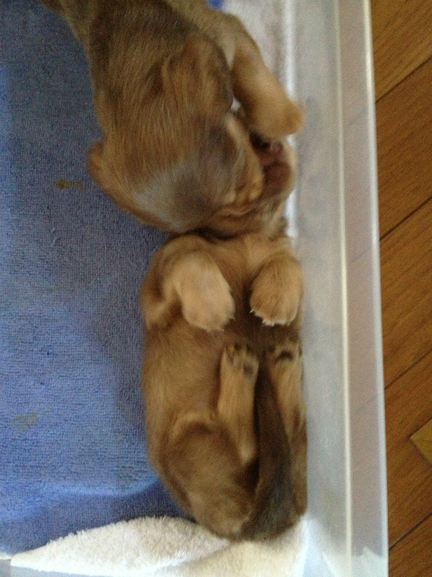 カニンヘン 子犬 チョコ系 男の子 ベルサスの赤ちゃん 12/3生まれ カニンヘン 子犬 チョコ系 男の子 ベルサスの赤ちゃん 12/3生まれ