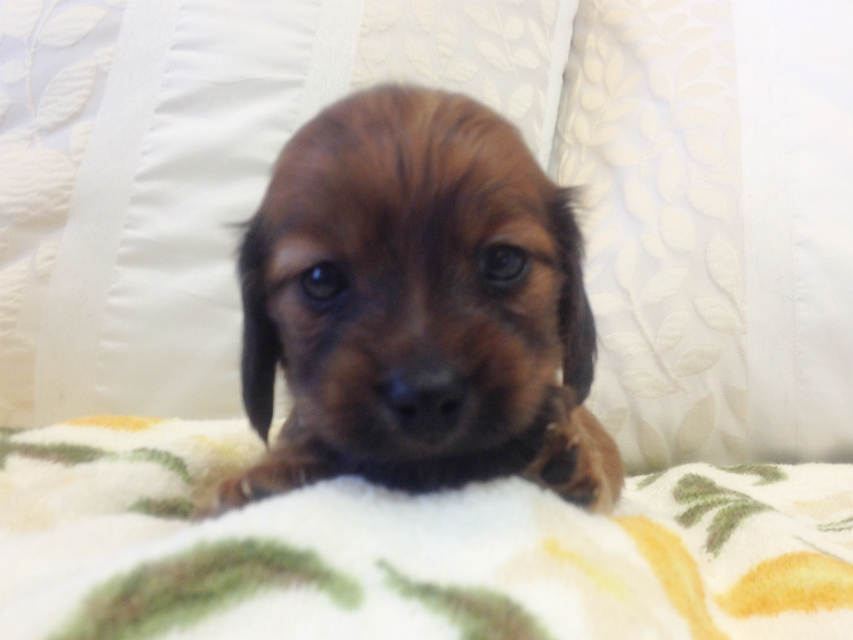 カニンヘン 子犬 シェーデットレット男の子 カニンヘン 子犬 シェーデットレット男の子