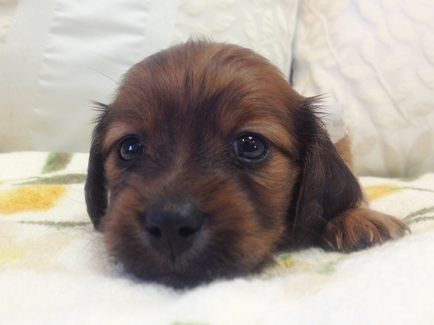 カニンヘン 子犬 シェーデットレット男の子 カニンヘン 子犬 シェーデットレット男の子