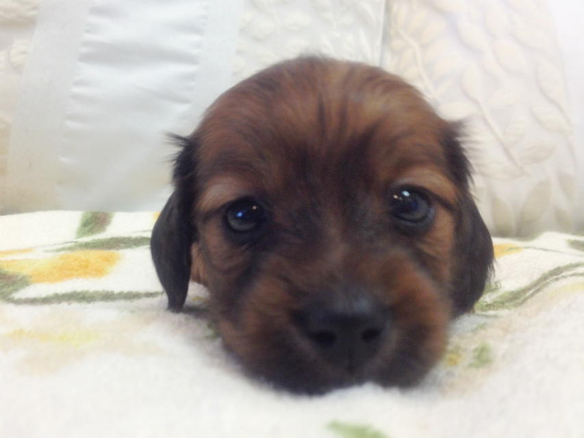 カニンヘン 子犬 シェーデットレット男の子 カニンヘン 子犬 シェーデットレット男の子