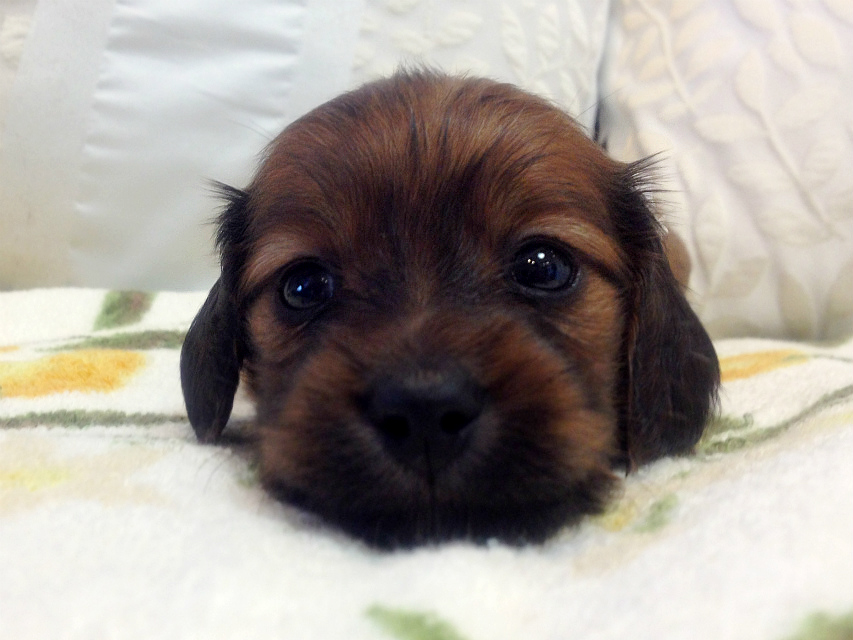 カニンヘン 子犬 シェーデットレット男の子 カニンヘン 子犬 シェーデットレット男の子