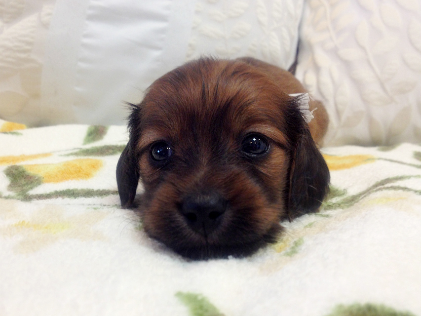 カニンヘン 子犬 シェーデットレット男の子 カニンヘン 子犬 シェーデットレット男の子