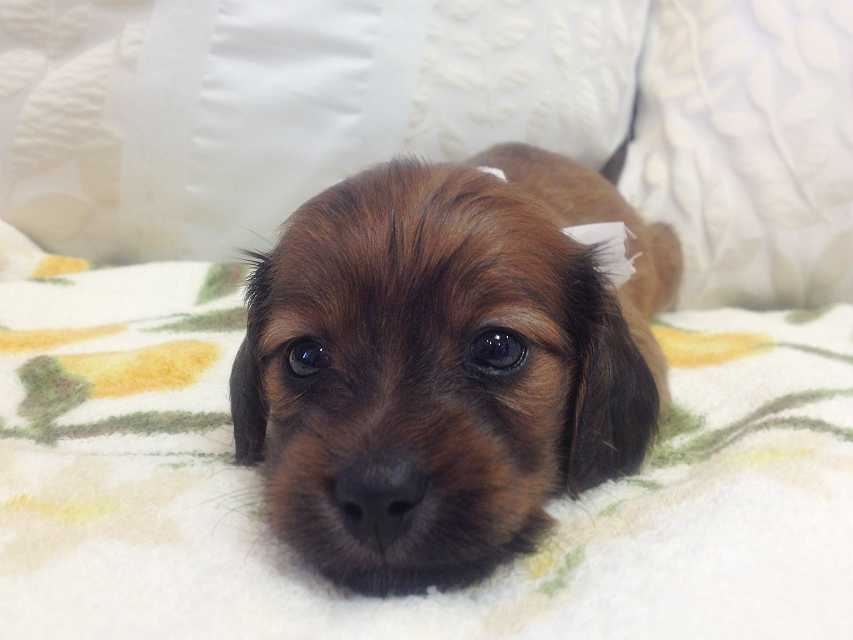 カニンヘン 子犬 シェーデットレット男の子 カニンヘン 子犬 シェーデットレット男の子
