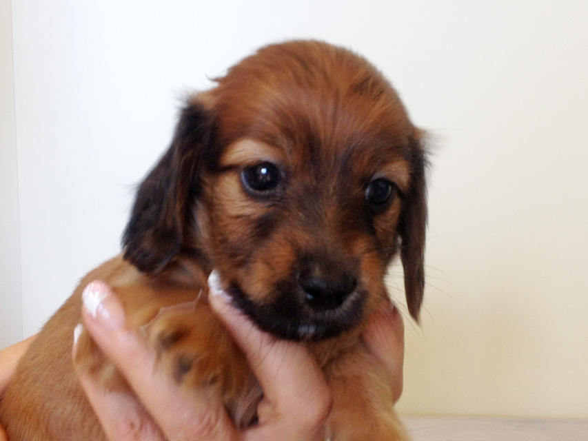 カニヘンダックス 子犬 シェーデットレット男の子 カニヘンダックス 子犬 シェーデットレット男の子