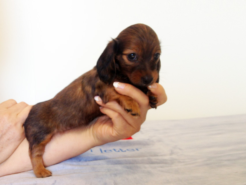 カニヘンダックス　子犬　シェーデットレット女の子