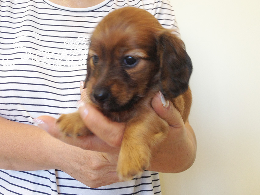 カニヘンダックス　子犬　シェーデットレット男の子
