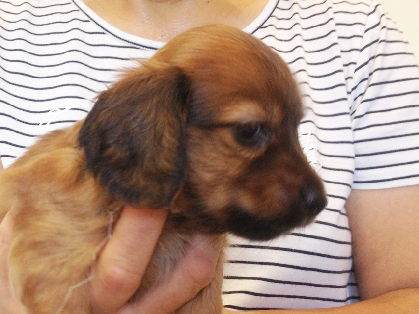 カニヘンダックス　子犬　シェーデットレット男の子