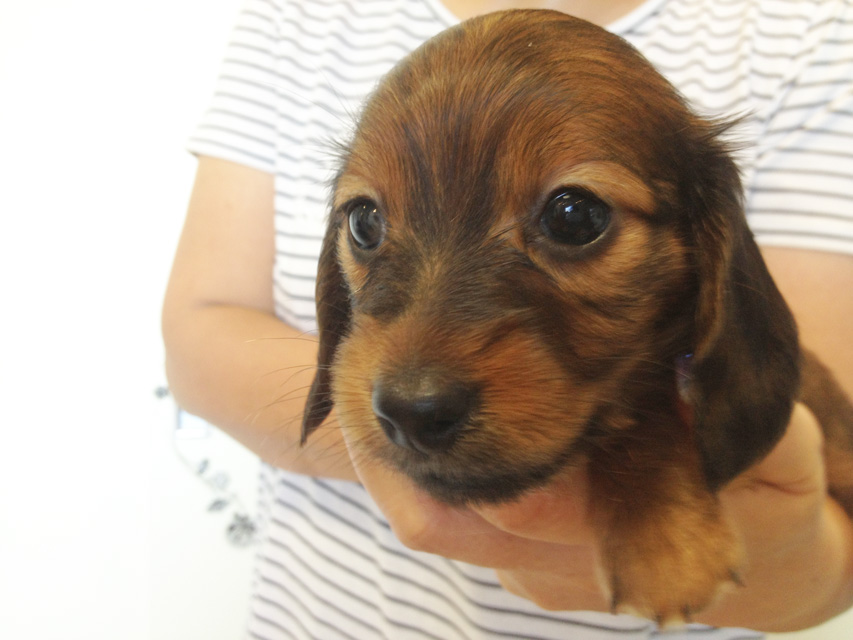 カニヘンダックス　子犬　シェーデットレット女の子