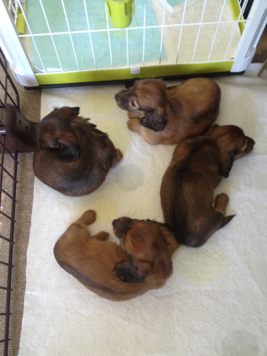 カニンヘン ダックスフンド シェーデットレッド