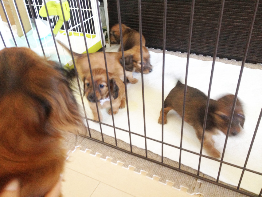 カニヘンダックス　子犬　シェーデットレット男の子