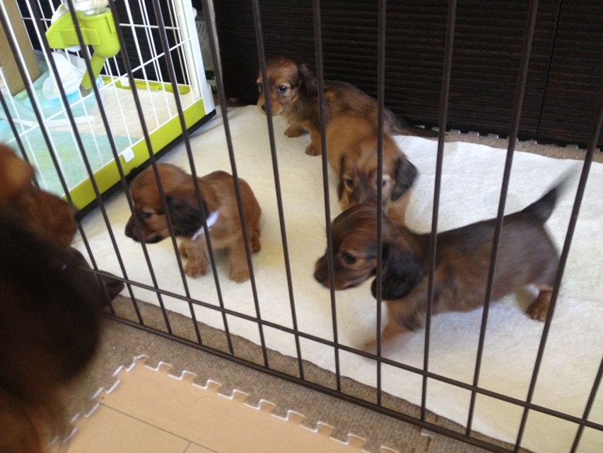 カニンヘン ダックスフンド シェーデットレッド