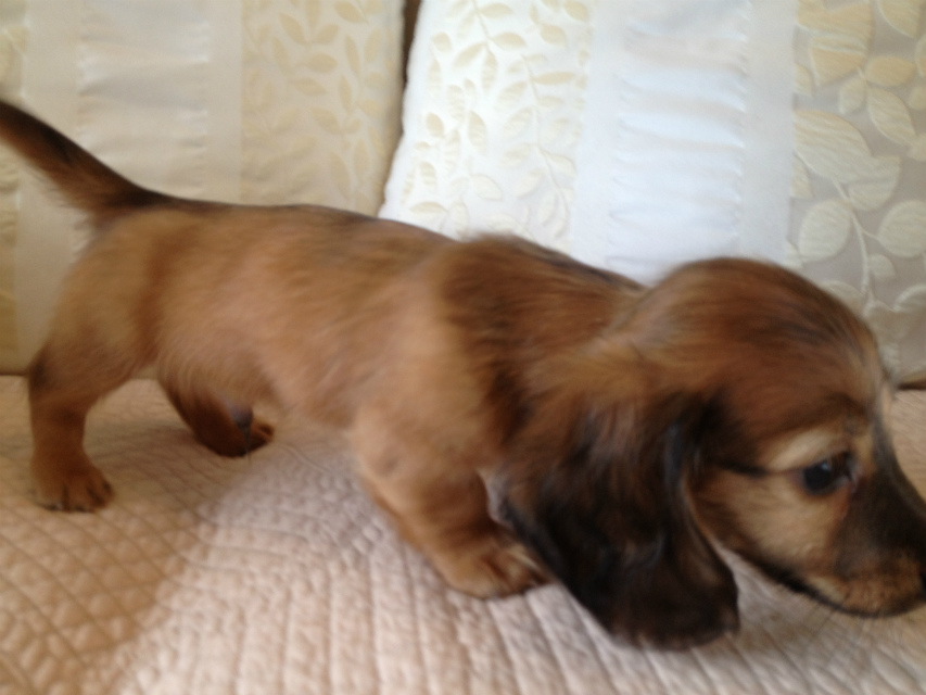 JKCチャンピオン・カニヘンのアリの子犬 シェーデットレット男の子 お申し込み頂いております(東京都町田市・A様) JKCチャンピオン・カニヘンのアリの子犬 シェーデットレット男の子 お申し込み頂いております(東京都町田市・A様)