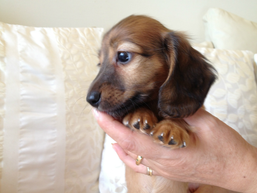 JKCチャンピオン・カニヘンのアリの子犬 シェーデットレット男の子 お申し込み頂いております(東京都町田市・A様) JKCチャンピオン・カニヘンのアリの子犬 シェーデットレット男の子 お申し込み頂いております(東京都町田市・A様)