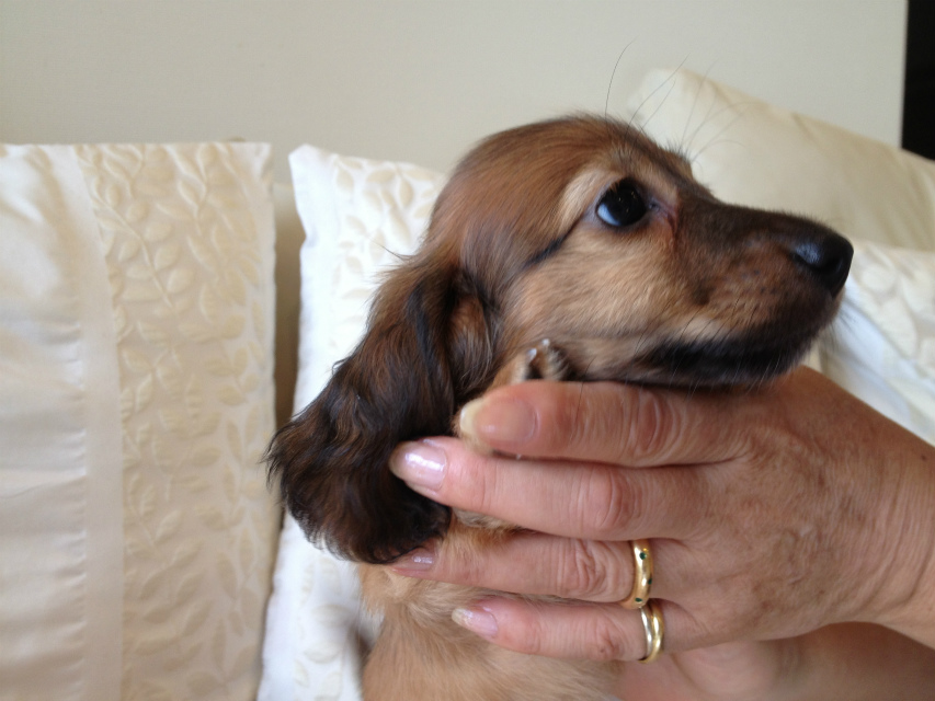 JKCチャンピオン・カニヘンのアリの子犬 シェーデットレット男の子 お申し込み頂いております(東京都町田市・A様) JKCチャンピオン・カニヘンのアリの子犬 シェーデットレット男の子 お申し込み頂いております(東京都町田市・A様)