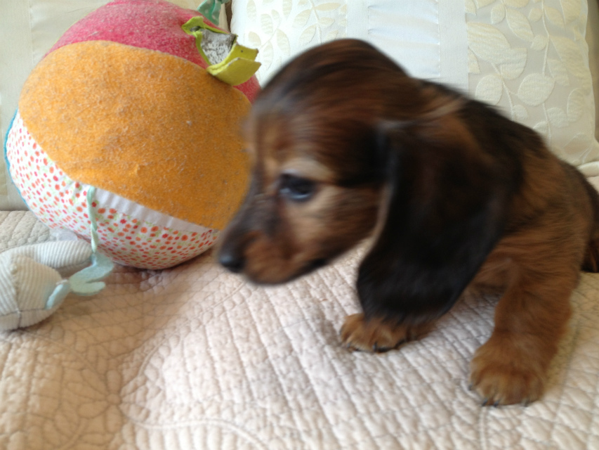 JKCチャンピオン・カニヘンのアリの子犬 シェーデットレット男の子 お申し込み頂いております(東京都町田市・A様) JKCチャンピオン・カニヘンのアリの子犬 シェーデットレット男の子 お申し込み頂いております(東京都町田市・A様)